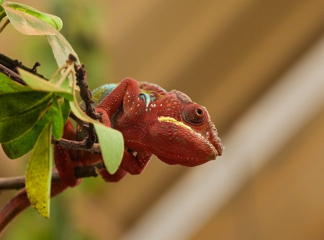 contouring essentials face
