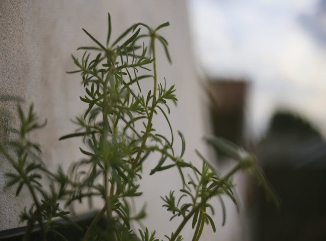 Where Is Zurejole Sold